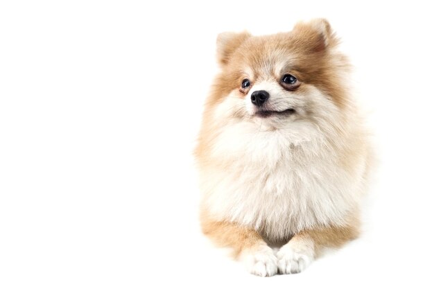 The cute Pomeranian dog over white