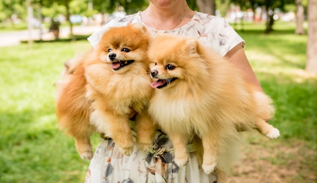 Simpatici cani pomeranian al parco