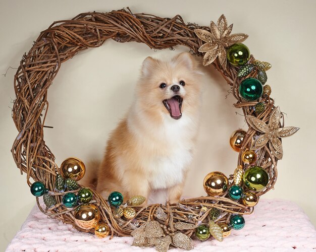 Photo cute pomeranian puppy in christmas attributes.