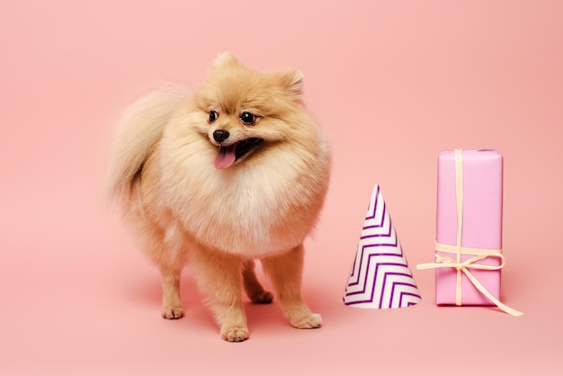 Cute pomeranian spitz dog standing near party cone and birthday gift on pink