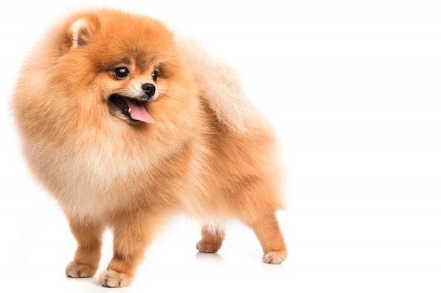 Cute pomeranian spitz