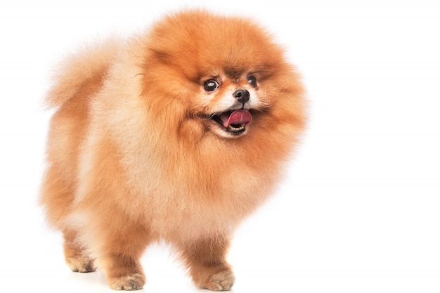 Cute pomeranian spitz