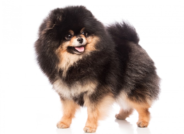 Cute pomeranian spitz