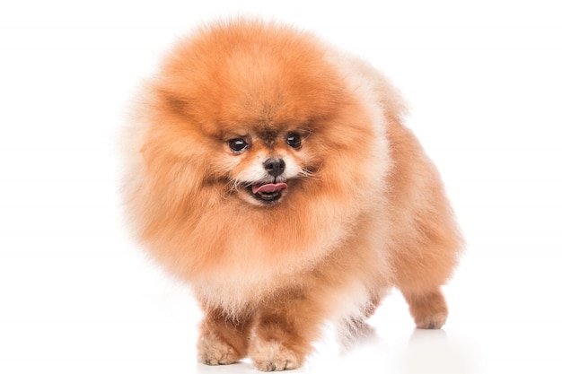 Cute pomeranian spitz