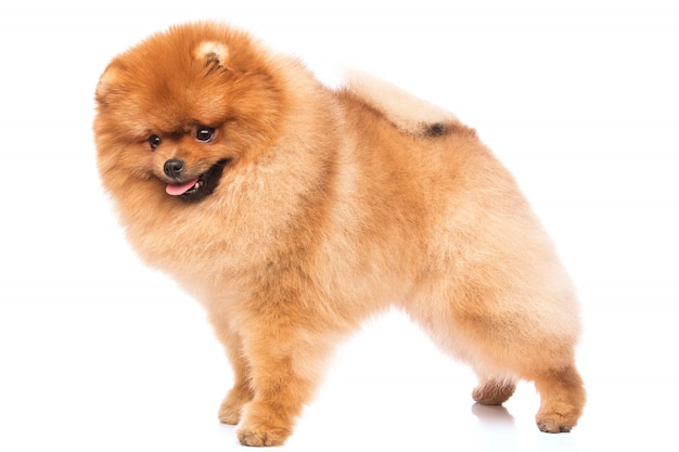 Cute pomeranian spitz