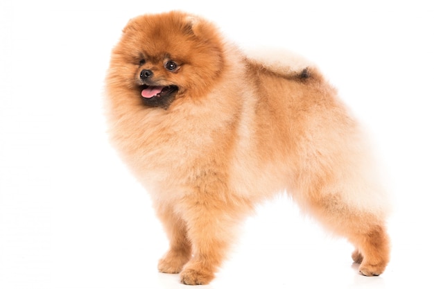 Cute pomeranian spitz