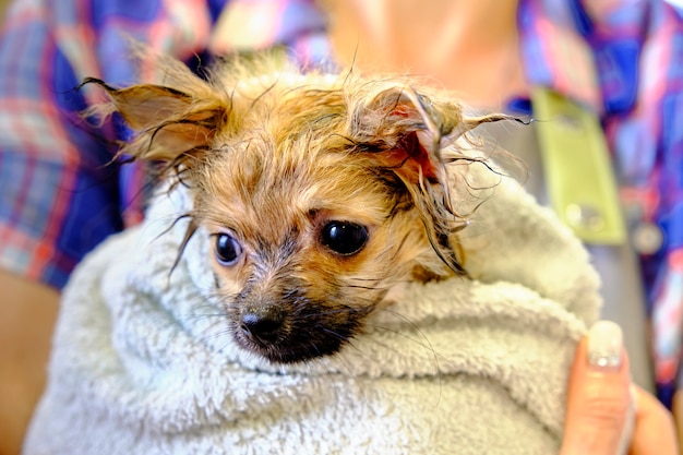 Cute pomeranian in a towel on women's hands after bathing