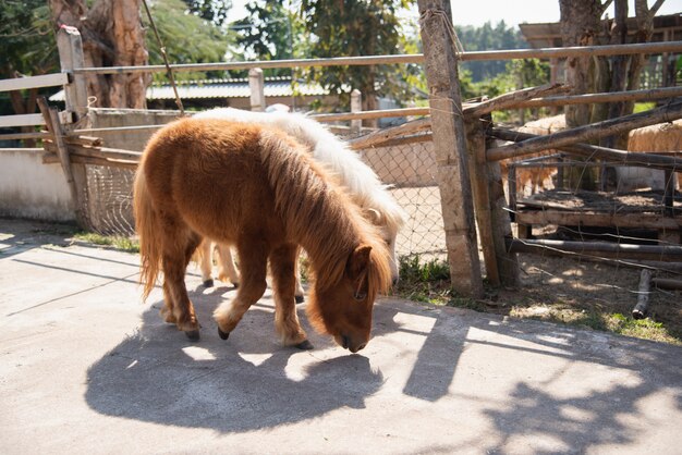 動物園のかわいいポニー