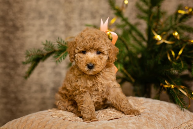 Photo cute poodle puppy sleeping on a pillow under a christmas tree