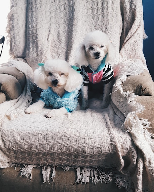 Photo cute poodles sitting on couch