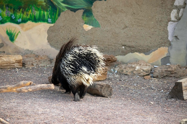 動物園の鳥小屋で晴れた日にかわいいヤマアラシ