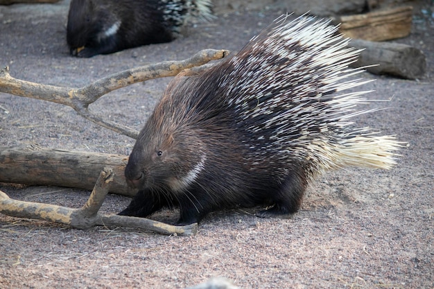 cute porcupine on a sunny day in the aviary at the zoo