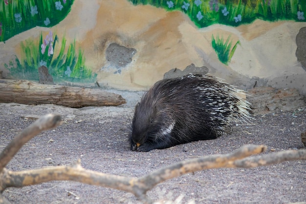 動物園の鳥小屋で晴れた日にかわいいヤマアラシ