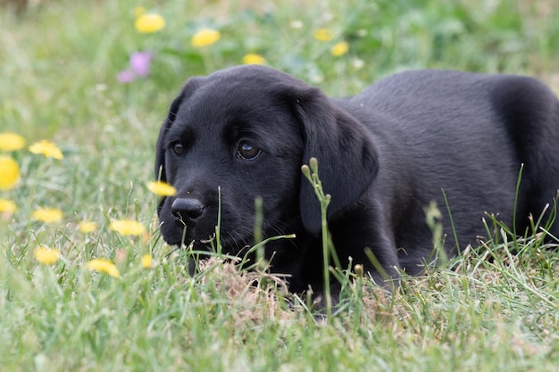 8 ヶ月の黒いラブラドール犬の子犬が草の中で座っている可愛い肖像画