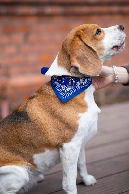 Photo cute portrait of a beagle puppy