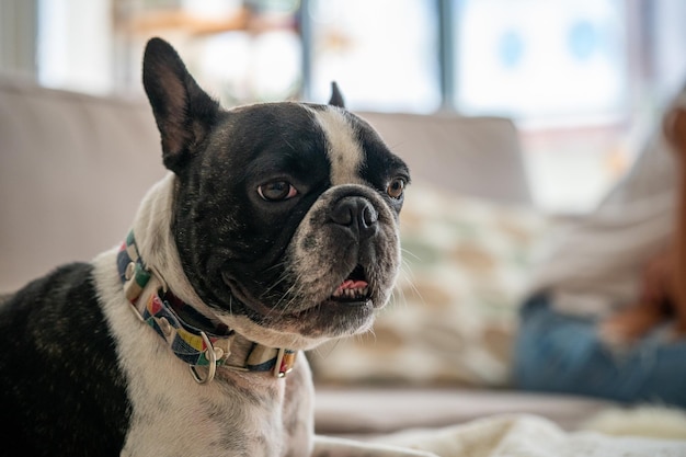 Cute portrait of French Bulldog in the room with copy space