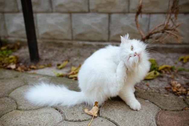 가을 야외에서 아름다운 녹색 눈을 가진 하얀 솜털 고양이의 귀여운 초상화