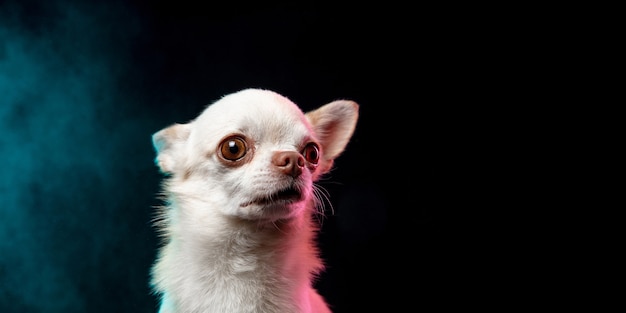 Cute posing Little Chihuahua puppy posing in red jumpsuit isolated on white background