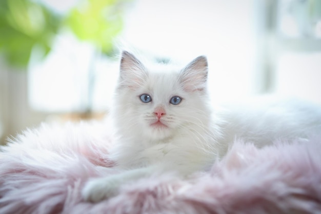 A cute and pretty white cat, Regdoll, resting on a fur cushion