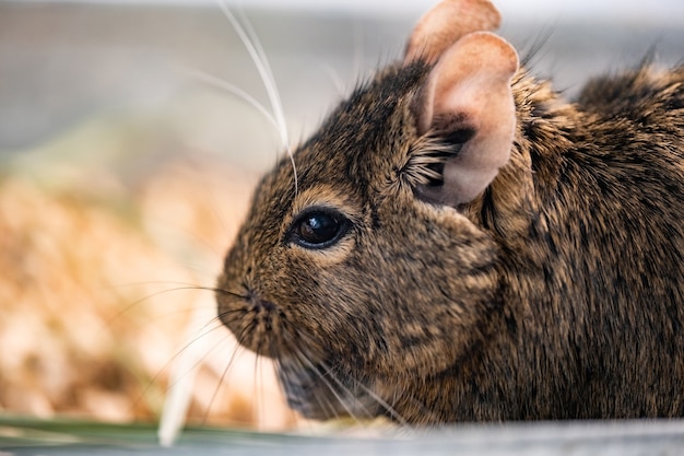 Cute profile of degu