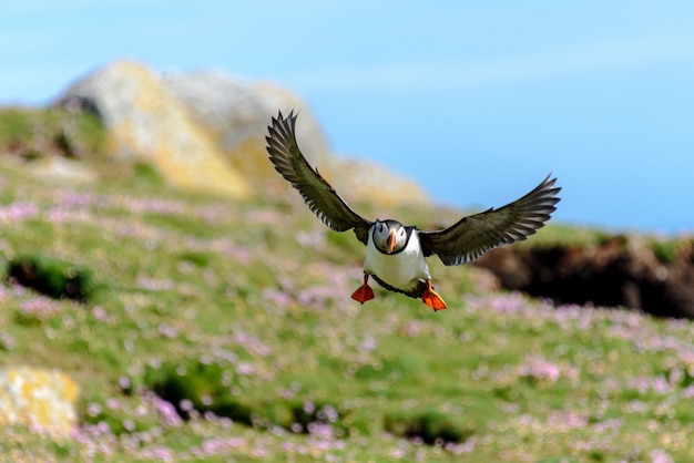 かわいいツノメドリ鳥の飛行