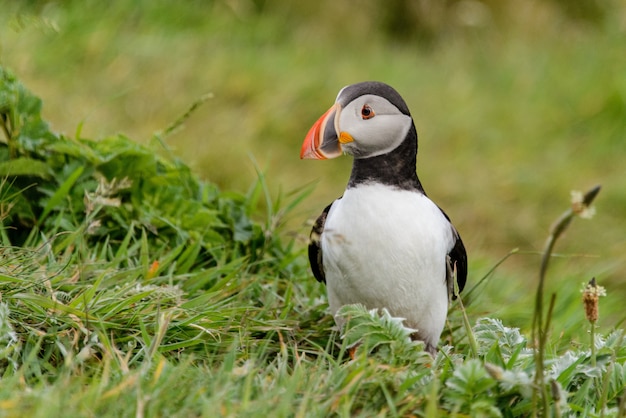 Cute puffin bird