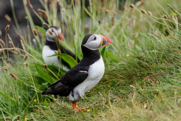 Cute puffin bird