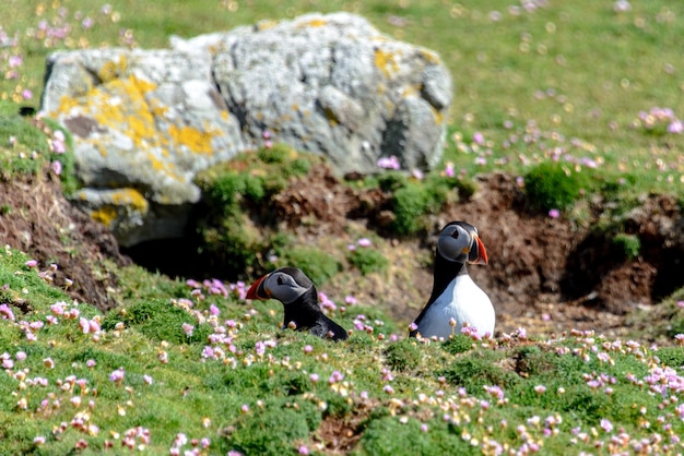 Cute puffin bird