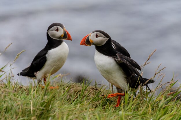 Cute puffin birds