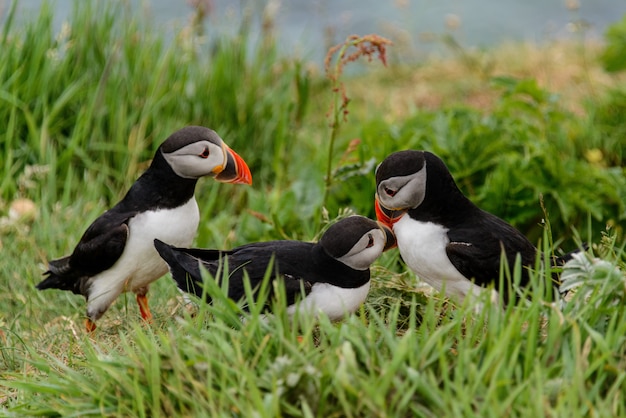 Cute puffin birds