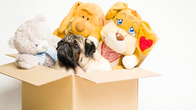박제 장난감이 있는 판지 상자에 있는 귀여운 퍼그 개와 흰색 배경에 있는 판지 상자에 있는 장난감 이동 및 배달의 개념