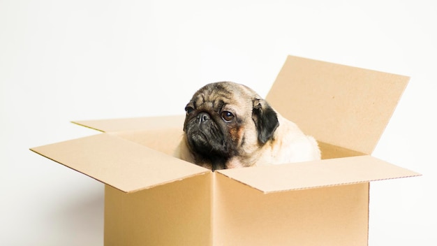 Cute pug in carton box Dog in cardboard box on white background The concept of moving and delivery