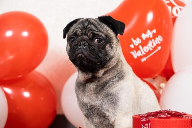 A cute pug celebrates valentine's day among balls and gift boxes pets and holidays