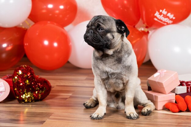 A cute pug celebrates Valentine's Day among balls and gift boxes