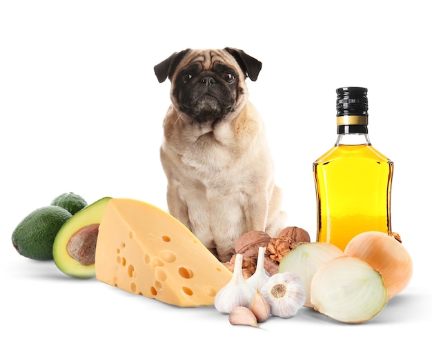 Cute pug dog and group of different products toxic for puppy on white background