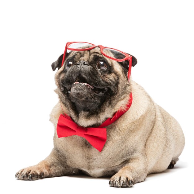 Cute pug dog in red bowtie and glasses