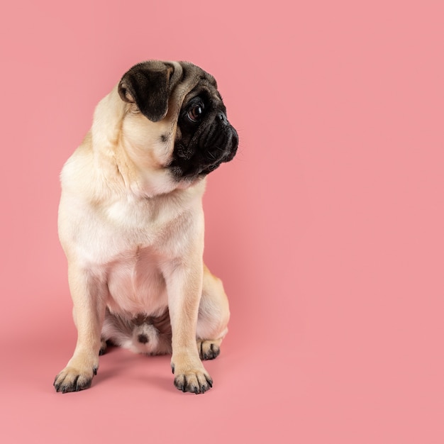 Милая собака мопса, сидя на розовом фоне.