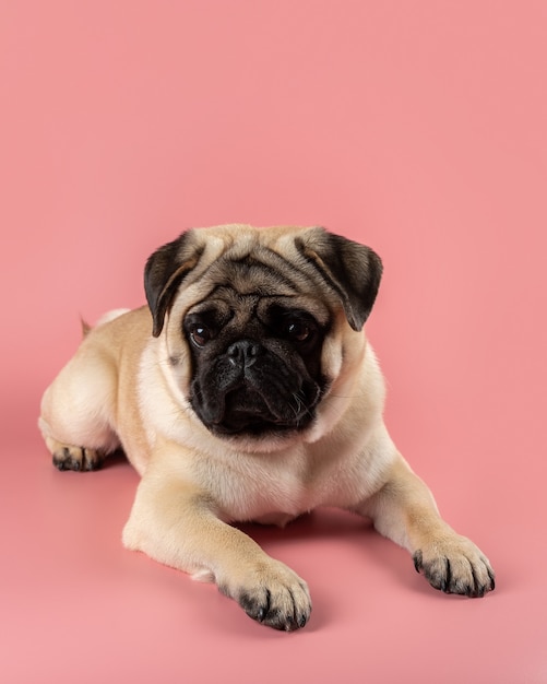 Cute pug dog sitter su sfondo rosa.