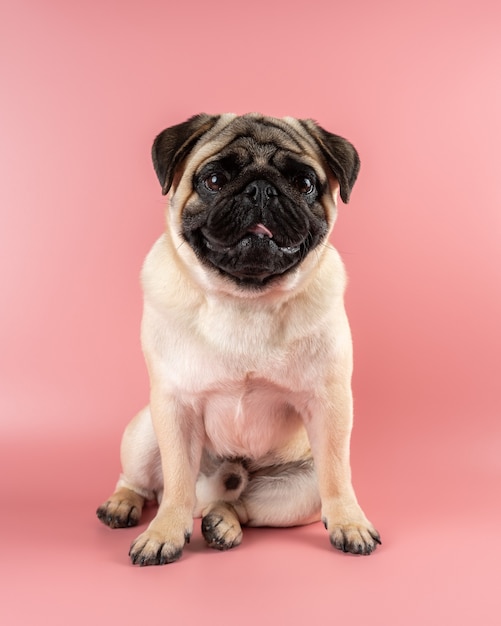 Cute Pug dog sitting on pink.