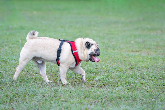 公園の芝生の上を歩くかわいいパグ犬