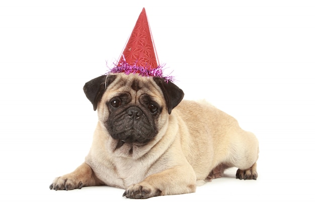 Cute Pug dog with hat isolated