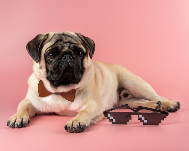 Cane sveglio del pug con gli occhiali pixel su sfondo rosa.