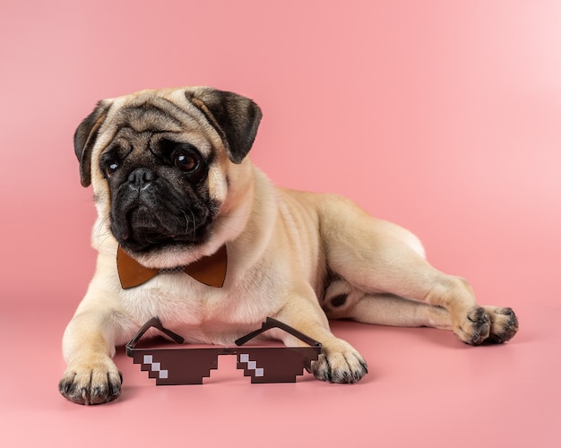 Cute Pug dog with Pixel glasses on pink wall