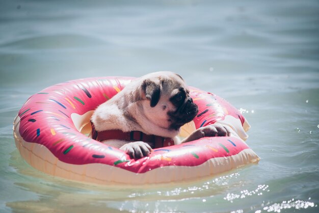 Cute pug floating in a swimming pool with a pink donut ring flotation device