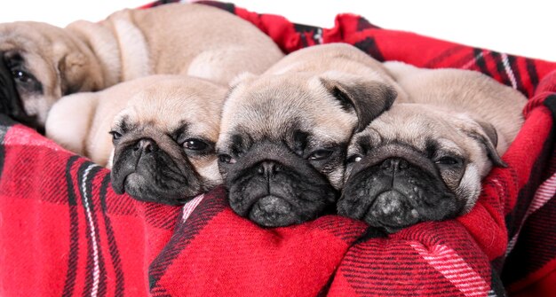 Photo cute pug puppies lying in box with soft plaid