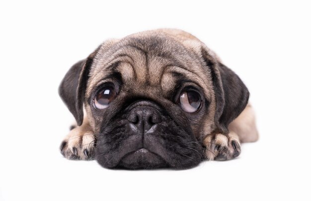 Cute pug puppy dog isolated on white background