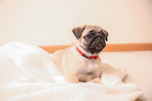 Cute pug puppy on plaid in light room
