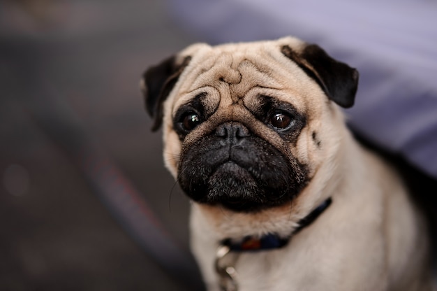 Cute pug puppy with a collar sitting on blurred background