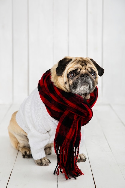 Cute pug wearing white sweater  and scarf