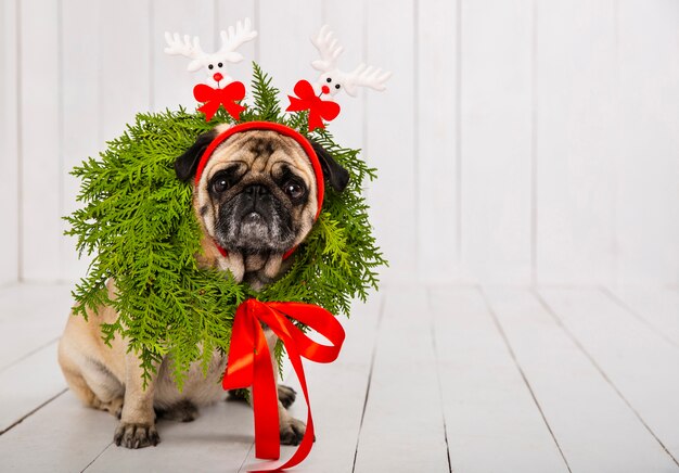 Cute pug wearing wreath decoration around the neck and headband